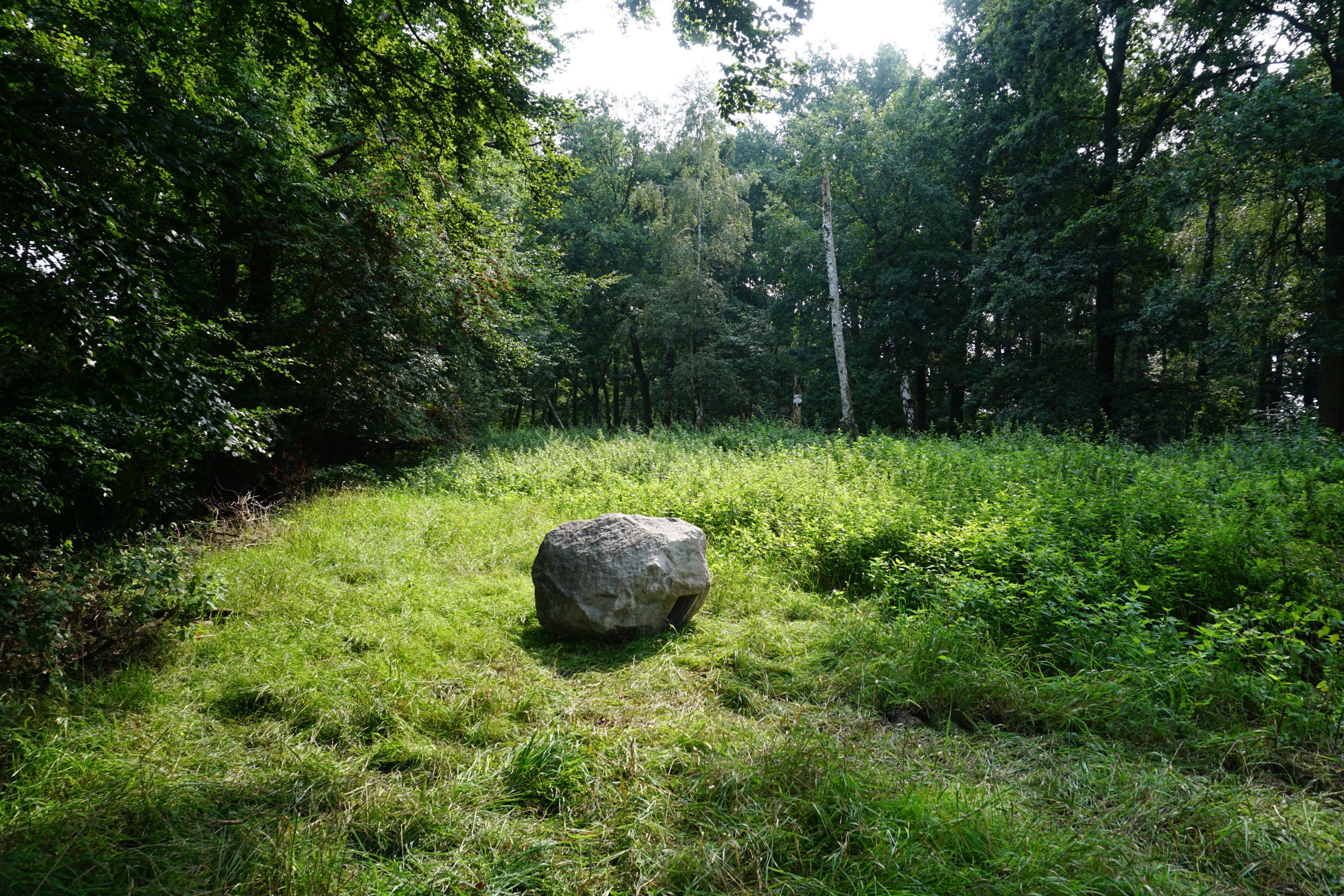 Stone fi. Камень в лесу. Валун в лесу. Булыжник в лесу. Каменные глыбы в лесу.